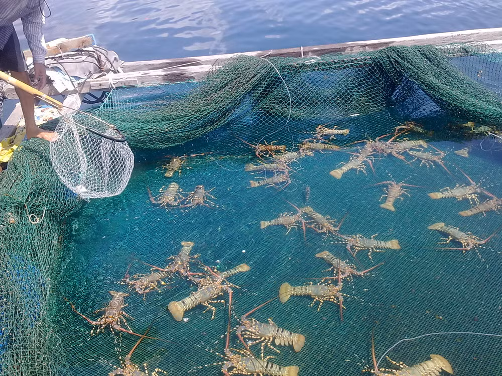 海水养殖业被视为越南水产业最具潜力的新走向 ảnh 1 海水养殖业被视为越南水产业最具潜力的新走向 ảnh 1