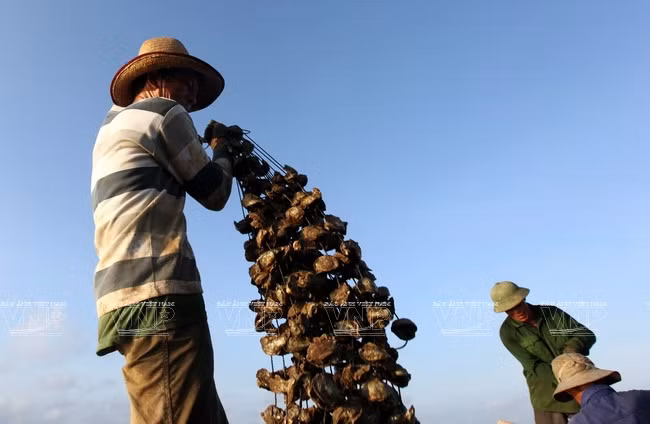 广宁省茶古水产养殖业 ảnh 8