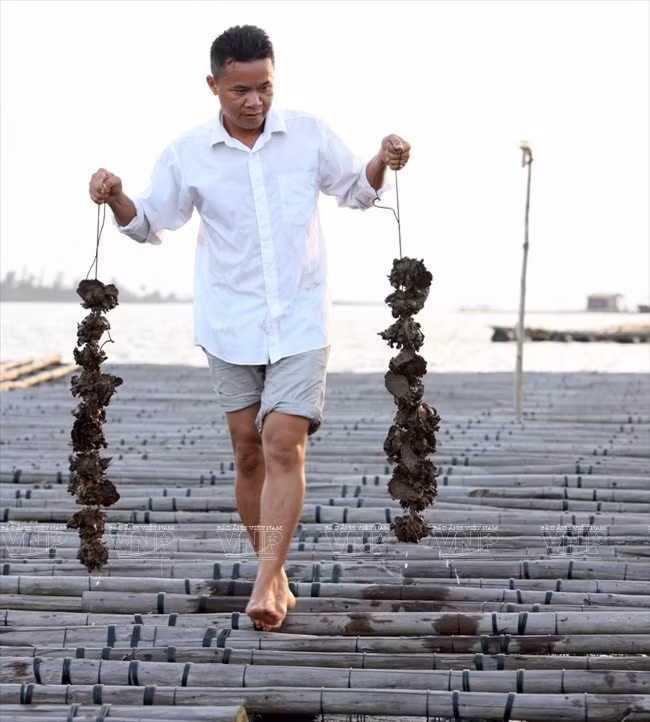 广宁省茶古水产养殖业 ảnh 7