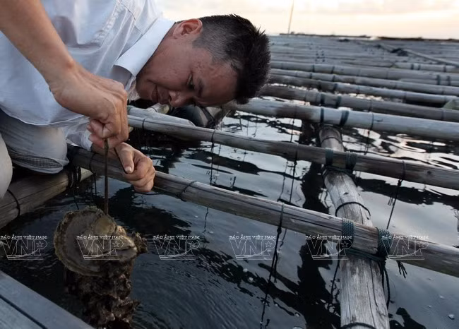 广宁省茶古水产养殖业 ảnh 6