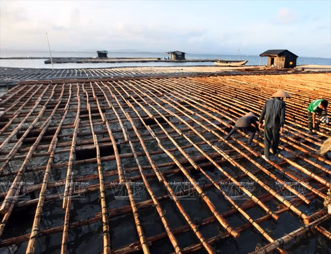 广宁省茶古水产养殖业 ảnh 2