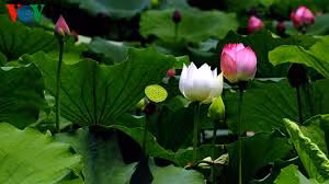 同塔以莲花打造旅游品牌 ảnh 1