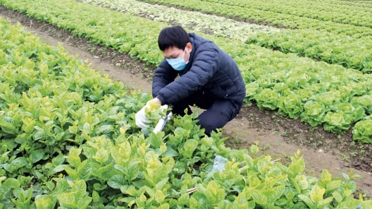 新冠肺炎疫情下推进农业增长 ảnh 1