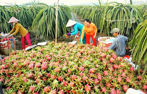 越南隆安省每日通过海路出口50吨火龙果 ảnh 1 越南隆安省每日通过海路出口50吨火龙果 ảnh 1