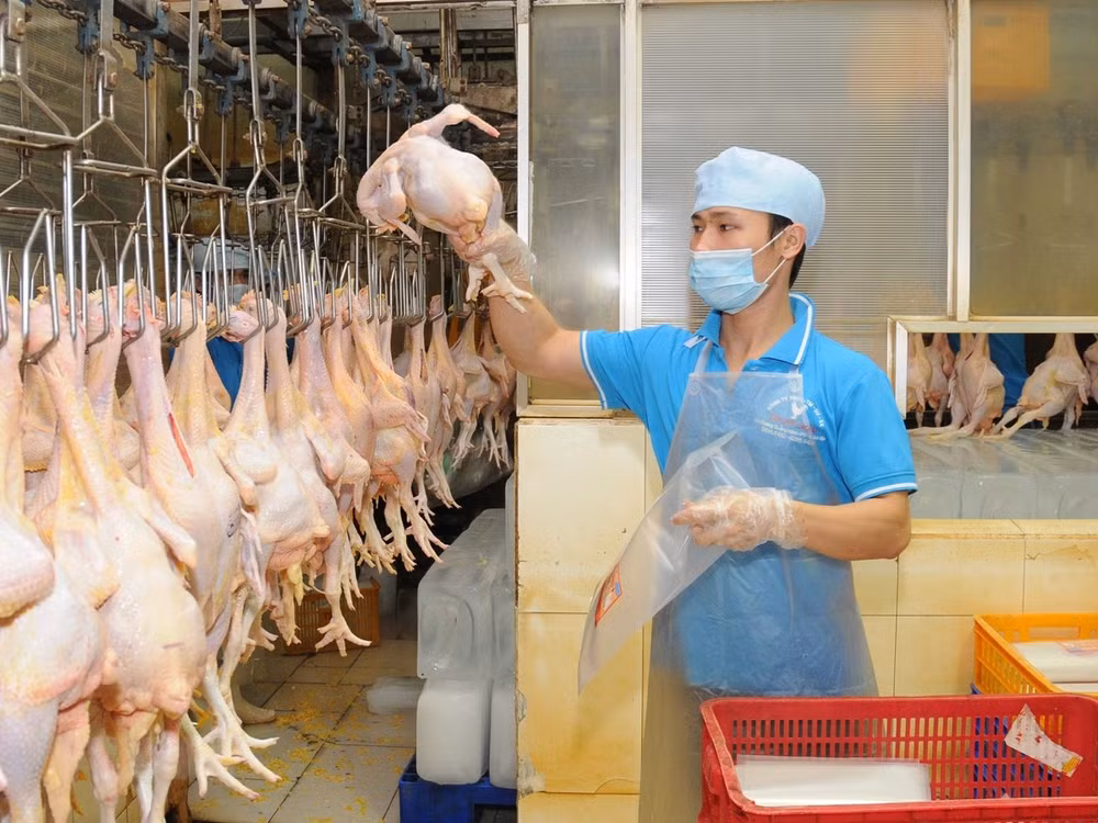 越南鸡肉即将出口到新加坡和中国香港 ảnh 1 越南鸡肉即将出口到新加坡和中国香港 ảnh 1