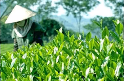 到2025年越南全国满足安全标准的茶叶种植面积达到55% ảnh 1 到2025年越南全国满足安全标准的茶叶种植面积达到55% ảnh 1