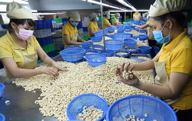 出口意大利百集装箱腰果事件:越南企业获得全部集装箱的所有权 ảnh 1 出口意大利百集装箱腰果事件:越南企业获得全部集装箱的所有权 ảnh 1