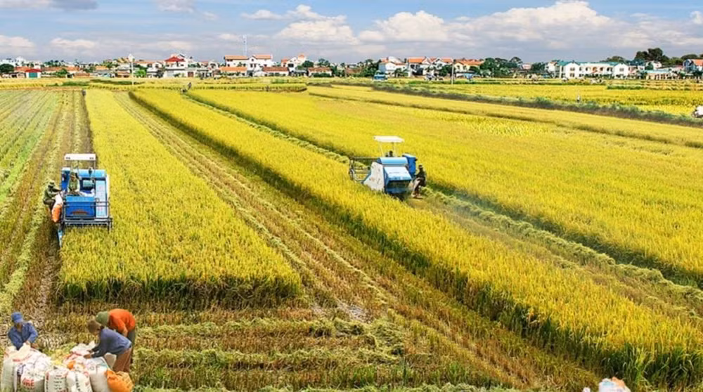 越南积极制定九龙江三角洲100万公顷优质稻米可持续生产提案 ảnh 1