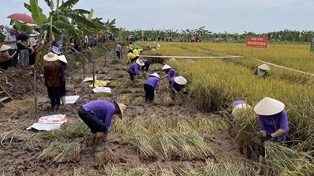 2022年海阳省四旗有机禾虫节首次举行 ảnh 1