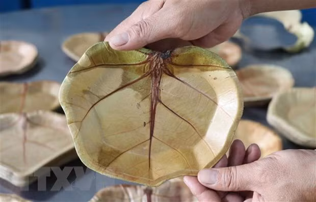 独特的海葡萄叶环保碟子 ảnh 1 独特的海葡萄叶环保碟子 ảnh 1