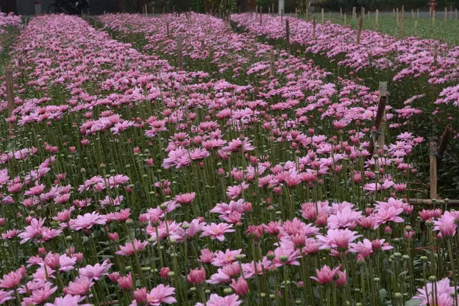 河内西就花村五彩缤纷迎春节 ảnh 1