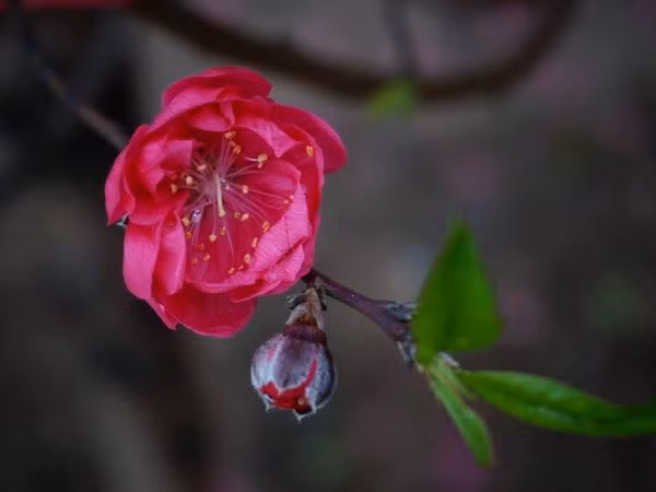 日新桃花——河内人春节文化象征 ảnh 2 日新桃花——河内人春节文化象征 ảnh 2