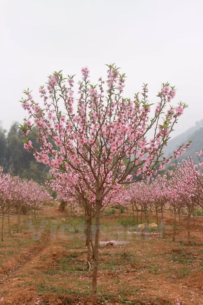 日新桃花——河内人春节文化象征 ảnh 5 日新桃花——河内人春节文化象征 ảnh 5