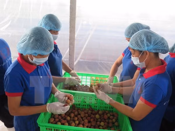 海阳省扩大出口荔枝的生产规模 ảnh 1 海阳省扩大出口荔枝的生产规模 ảnh 1