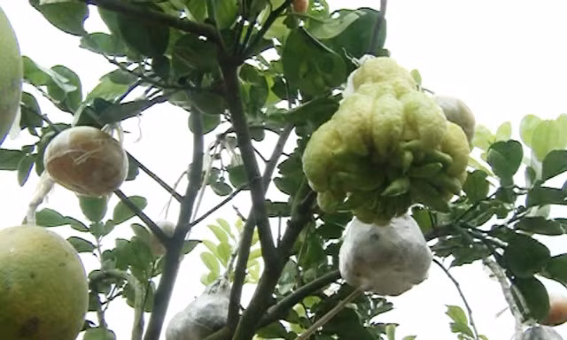 十果树 —一种独特的春节盆景 ảnh 1