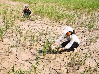 2016年越南中部和西原地区旱情更为严峻 ảnh 2 2016年越南中部和西原地区旱情更为严峻 ảnh 2