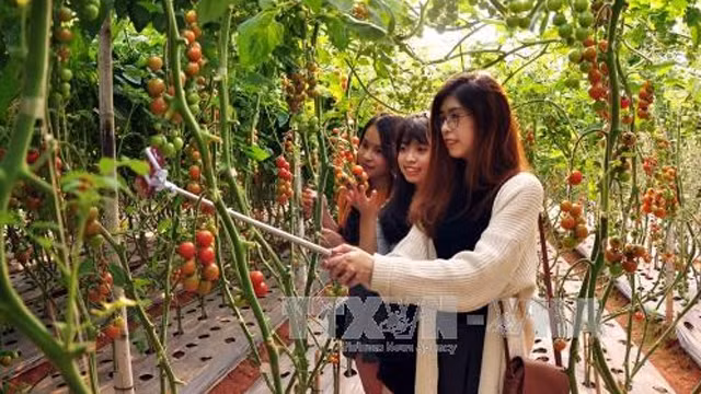 越南大叻市农业旅游颇具游客的青睐 ảnh 1