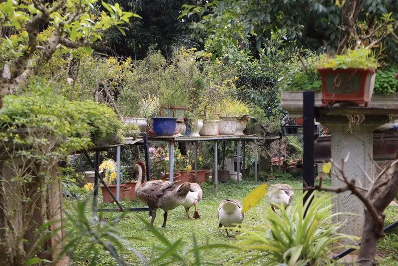 在奇花异草之处打卡 ảnh 2