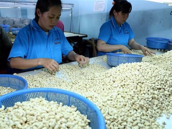 荷兰一家集团欲对越南平福省腰果种植业进行投资 ảnh 1 荷兰一家集团欲对越南平福省腰果种植业进行投资 ảnh 1