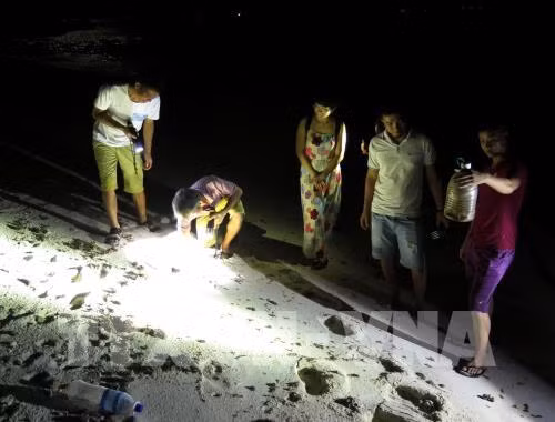 夜间捕蟹—李山岛的有趣旅游体验 ảnh 1