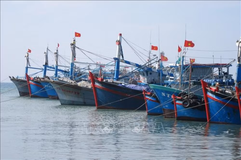薄辽省多举措致力于解除IUU“黄牌”警告 ảnh 1 薄辽省多举措致力于解除IUU“黄牌”警告 ảnh 1