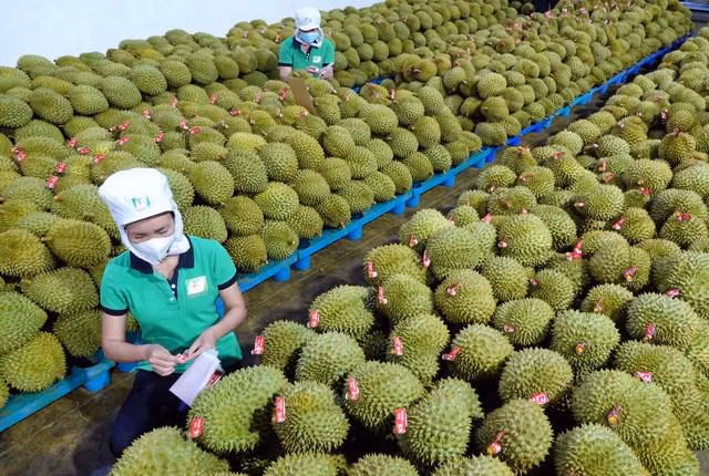 越南反季节榴莲在中国市场颇受欢迎 ảnh 1
