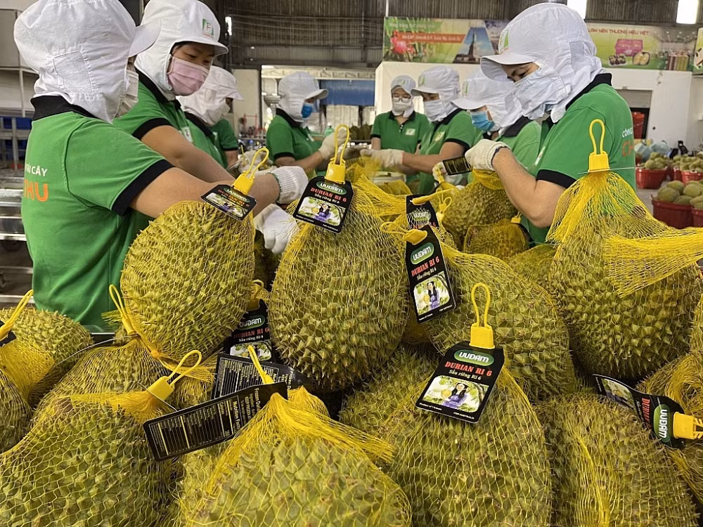 巴地-头顿省五个榴莲种植专区获得中国签发的代码 ảnh 1 巴地-头顿省五个榴莲种植专区获得中国签发的代码 ảnh 1