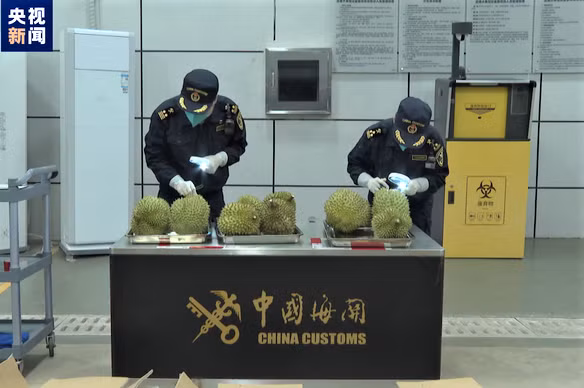中国迎来首批空运的越南鲜榴莲 ảnh 1