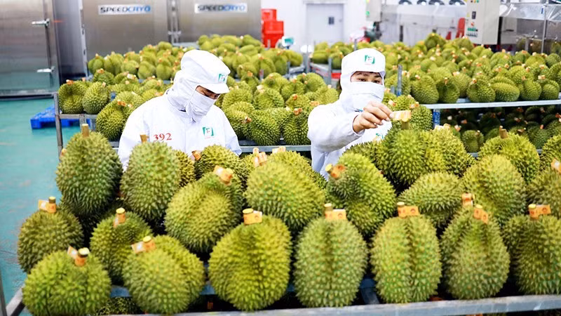 蔬果出口：来自十亿多人口市场的潜力 ảnh 1