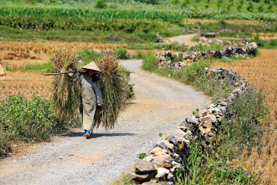 通往眼神山之路两边是稻田。图自越通社/越南画报