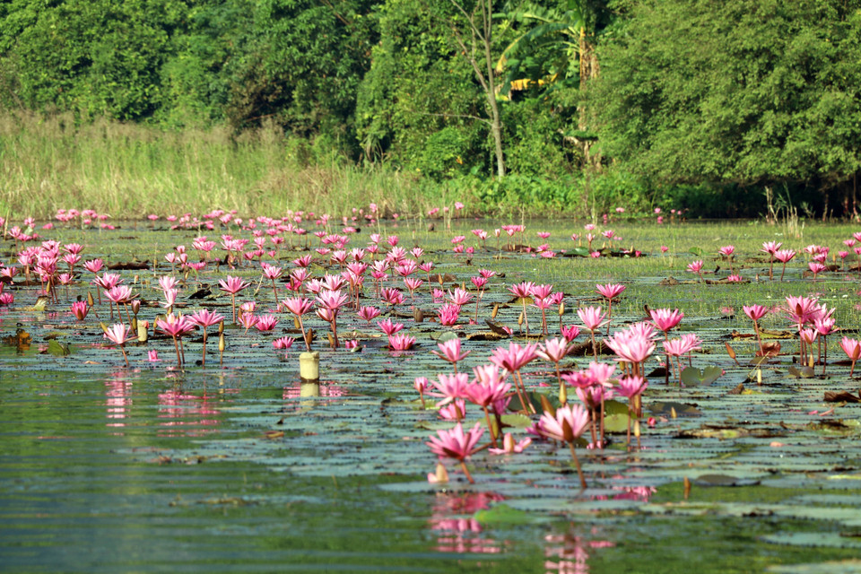 数万朵紫色睡莲花盛开，为宁平省华闾县三谷旅游区营造富有诗情画意的景色。图自越通社