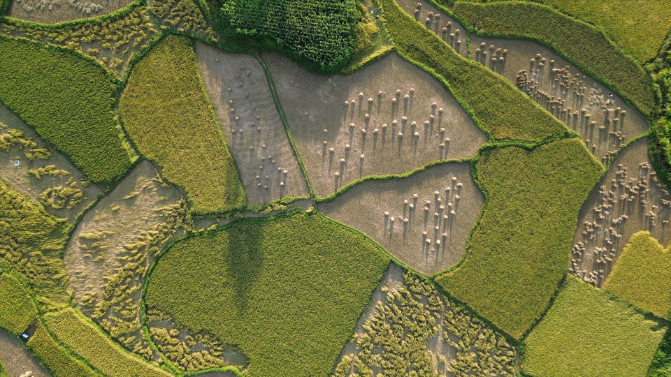 峰南乡稻田满田尽披“黄金甲”。图自越通社/越南画报