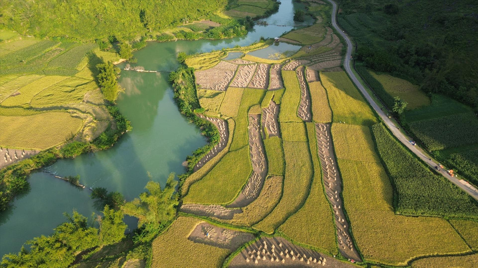 峰南（Phong Nặm）乡稻田满田尽披“黄金甲”。图自越通社/越南画报