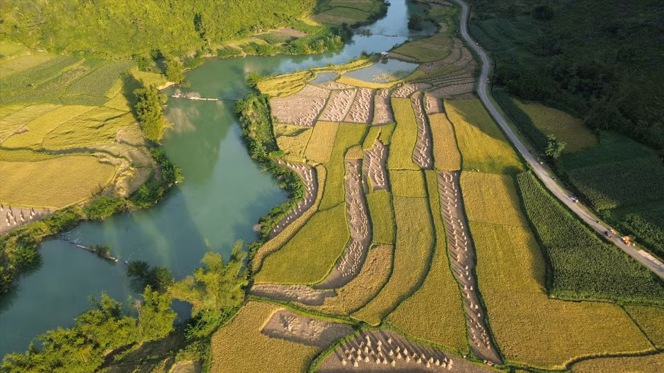 峰南（Phong Nặm）乡稻田满田尽披“黄金甲”。图自越通社/越南画报