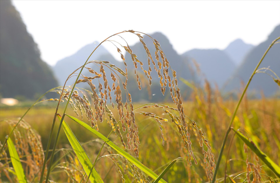 玉昆乡的特产糯米。图自越通社/越南画报