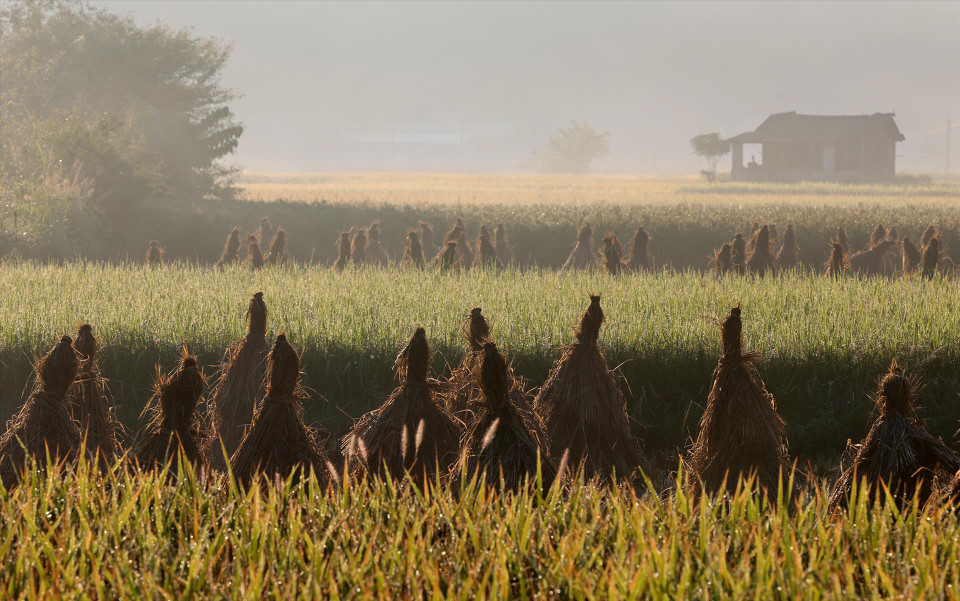 绕山江（Quây Sơn）横穿过玉昆村的金色稻田。图自越通社/越南画报