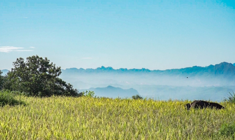 和平省乐山县沔隊乡的梯田层层叠叠，像龙脊一般蜿蜒盘旋在山坡上，当地美丽景色并不亚于老街、安沛等省著名的梯田美景。图自越通社