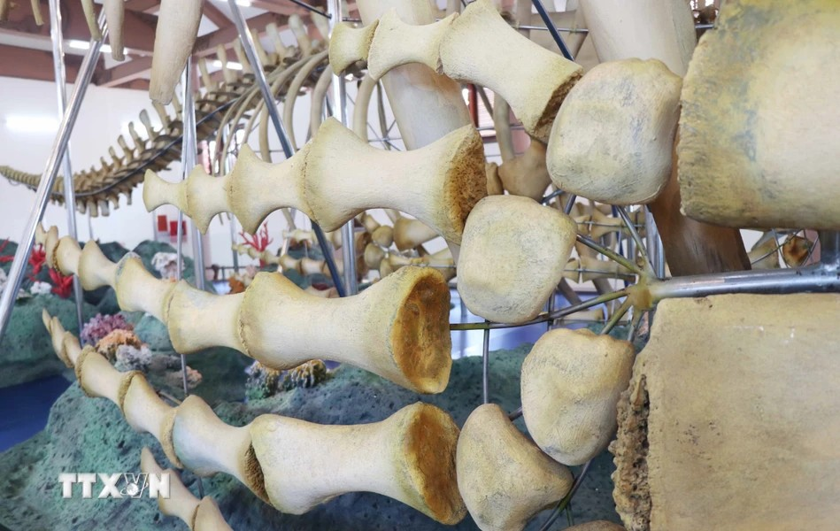 鲸鱼的右肢骨向下延伸至尾部附近。图自Vietnam+