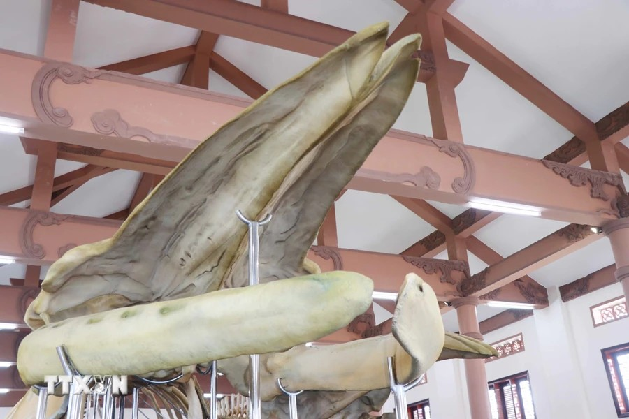 鲸鱼骨骼中，头骨长4米。图自Vietnam+
