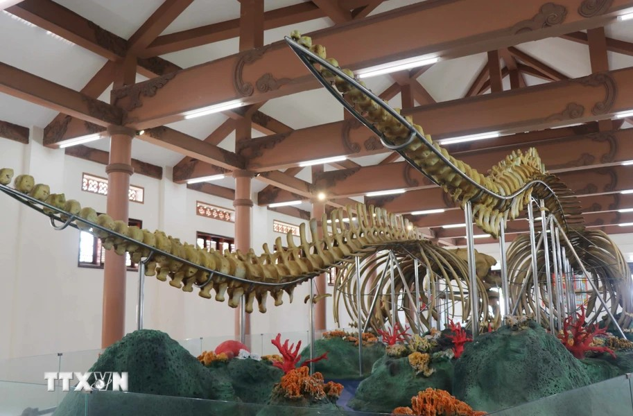 两具鲸鱼骨骼模拟鲸鱼游泳的姿势进行复原。图自Vietnam+