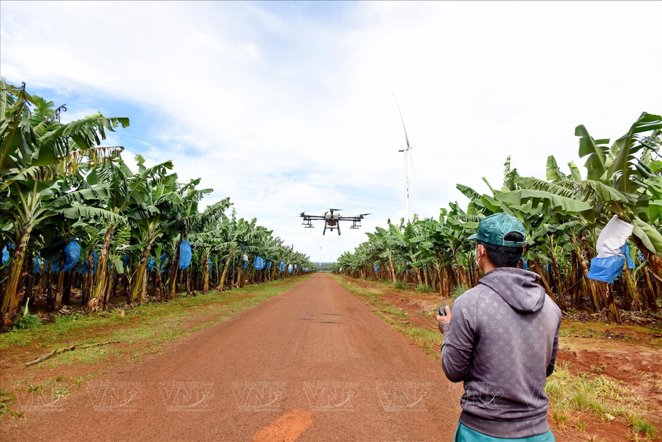无人机的应用有助于在大面积种植区域进行有效的管理和护理。图自越通社/越南画报