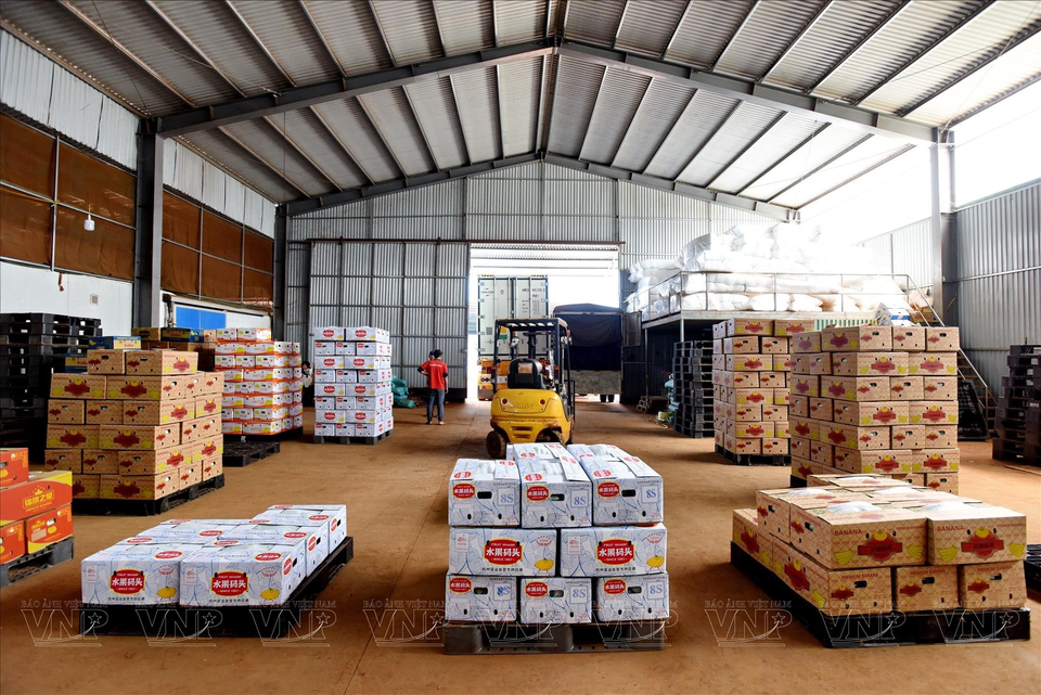 果农们将香蕉装入集装箱并运到港口。图自越通社/越南画报