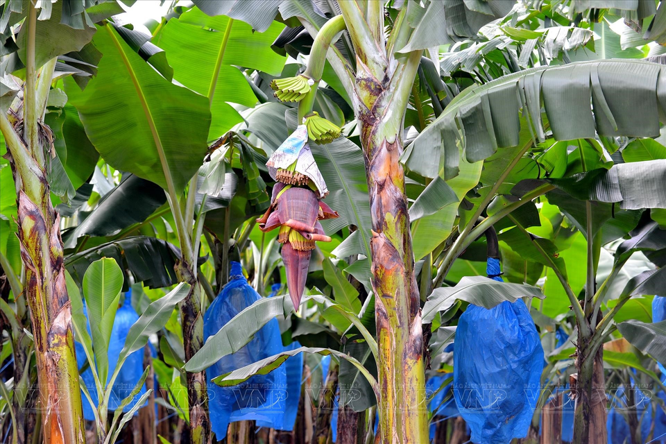 香蕉种植一年后即可开花。图自越通社/越南画报