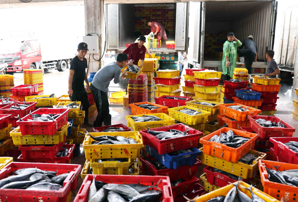 远海捕捞的水产品被运送到平定省归仁渔港。图自越通社