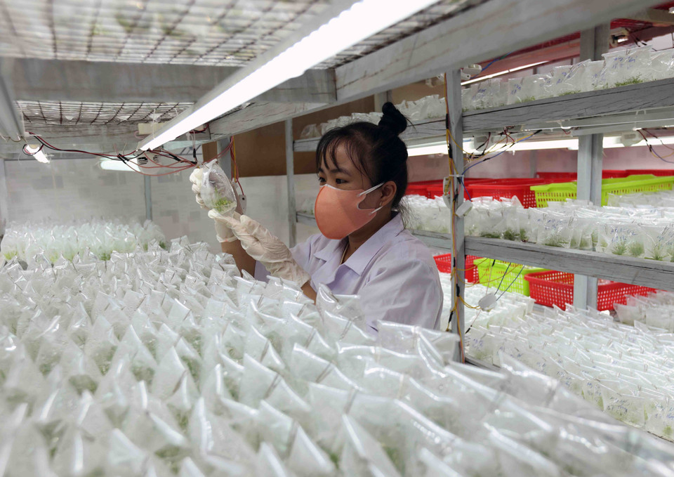 在绥福县福城乡原幸私营植株企业通过植物组织培养技术进行林业树苗生产。图自越通社