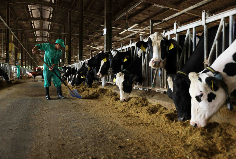 平定省安仁市仁新乡的奶牛养殖场目前养殖1000头奶牛，每月为越南乳业有限公司提供近900吨新鲜牛奶。图自越通社