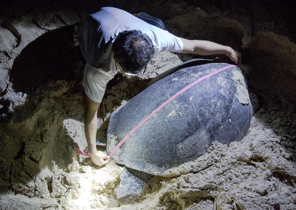 为上岸产卵的母海龟检查健康状况。越通社/越南画报记者 毕山 摄