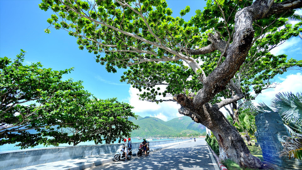 一排排榄仁树犹如“活生生的见证人”，见证了昆岛从法属时期和抗美时期“人间地狱”到今天“旅游天堂”的过程。越通社/越南画报记者 宝渊 摄