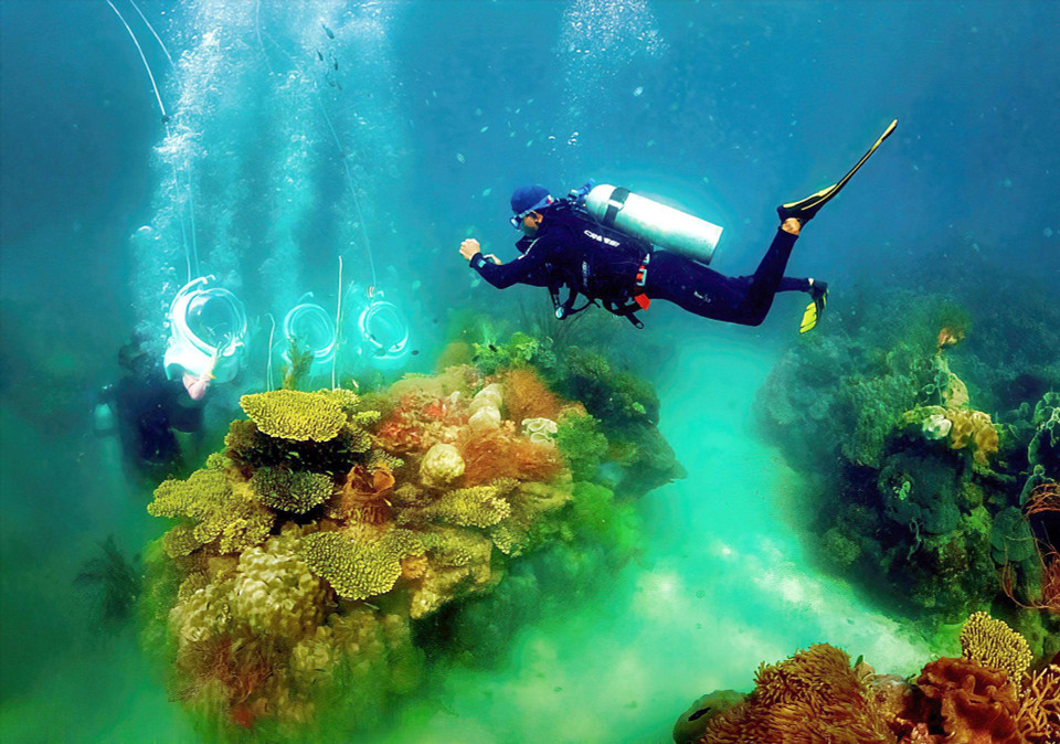 海洋世界珊瑚公园的珊瑚色彩斑斓，鱼儿成群结队在水中游动。越通社/越南画报记者 张富国 摄