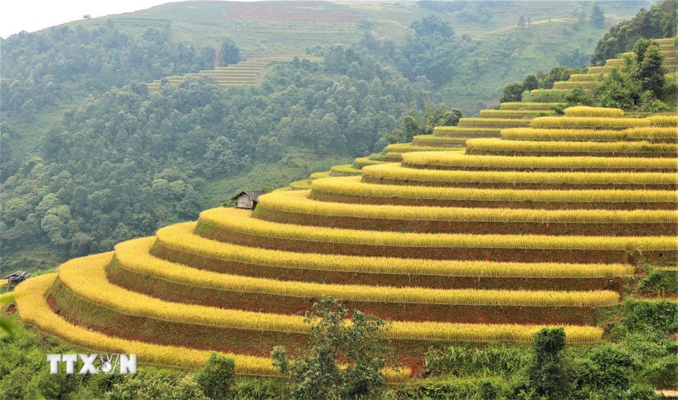 木江界稻田的独特之美正是吸引游客之处。图自越通社